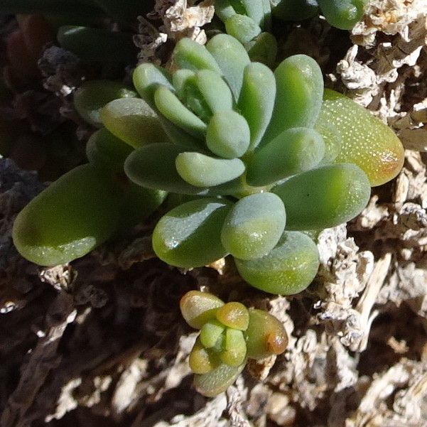 Suaeda foliosa — search result for 'Suaeda'