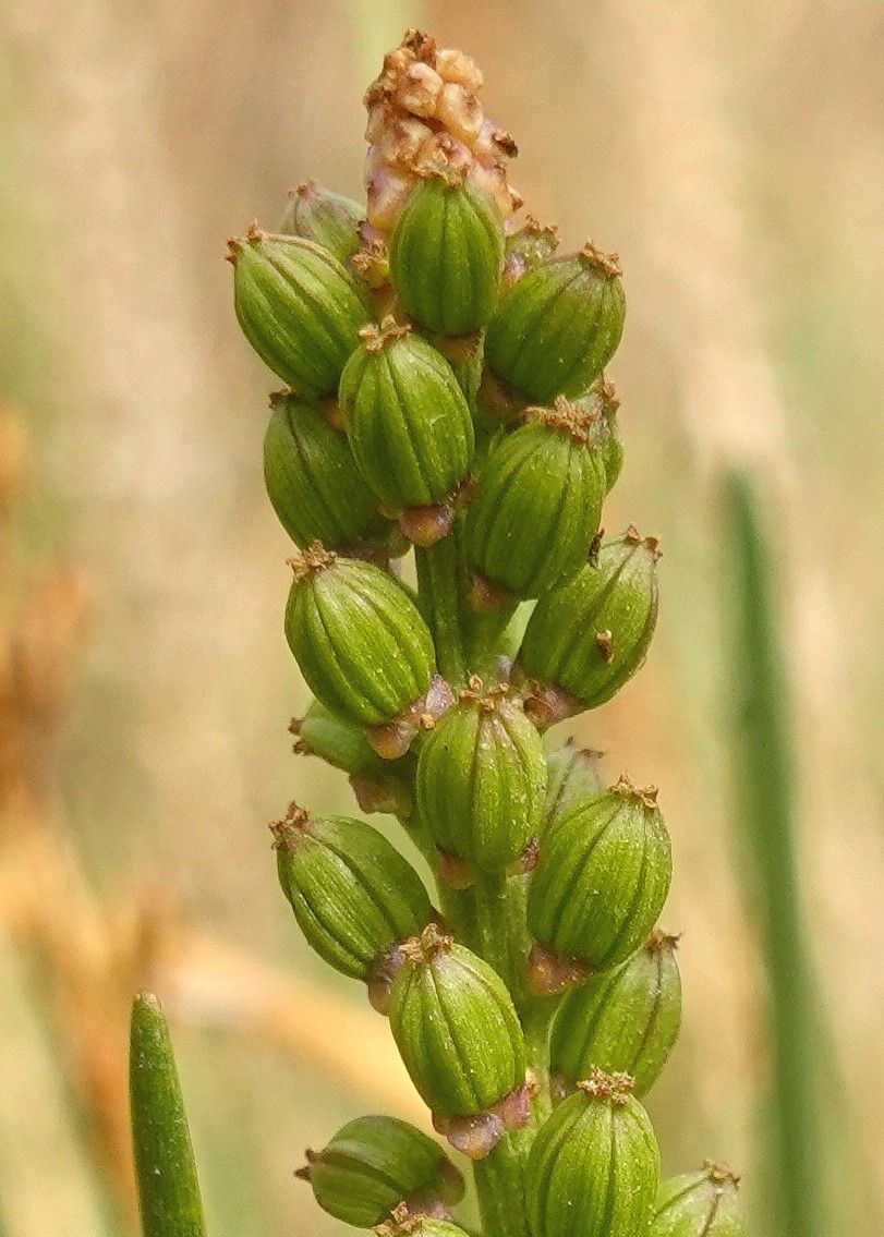 Triglochin maritimum flower