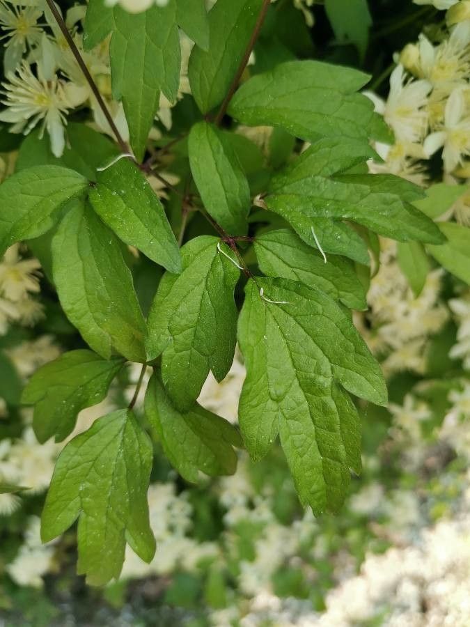 Clematis apiifolia leaf