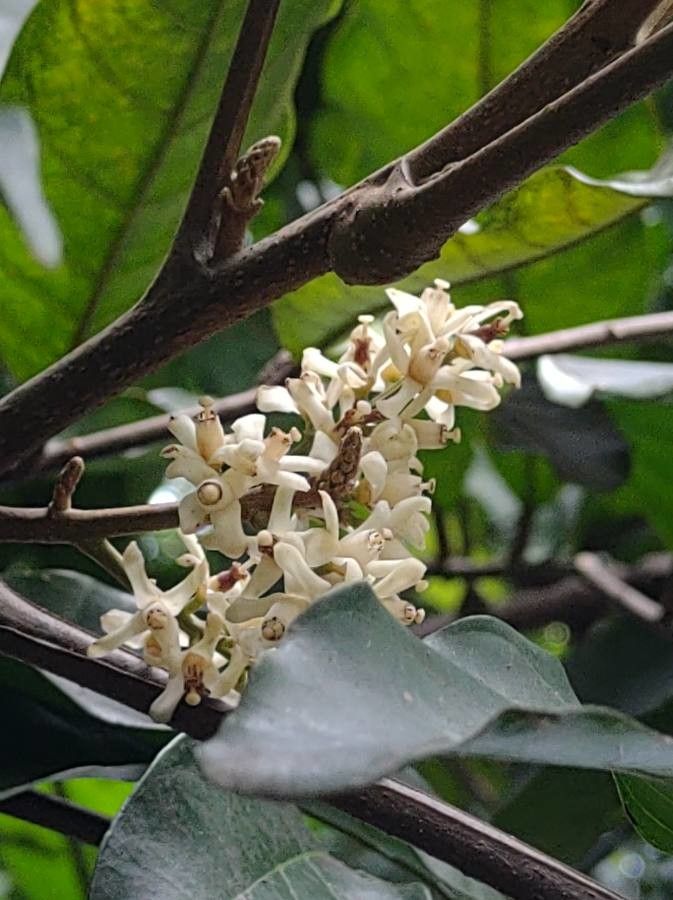 Guarea guidonia flower