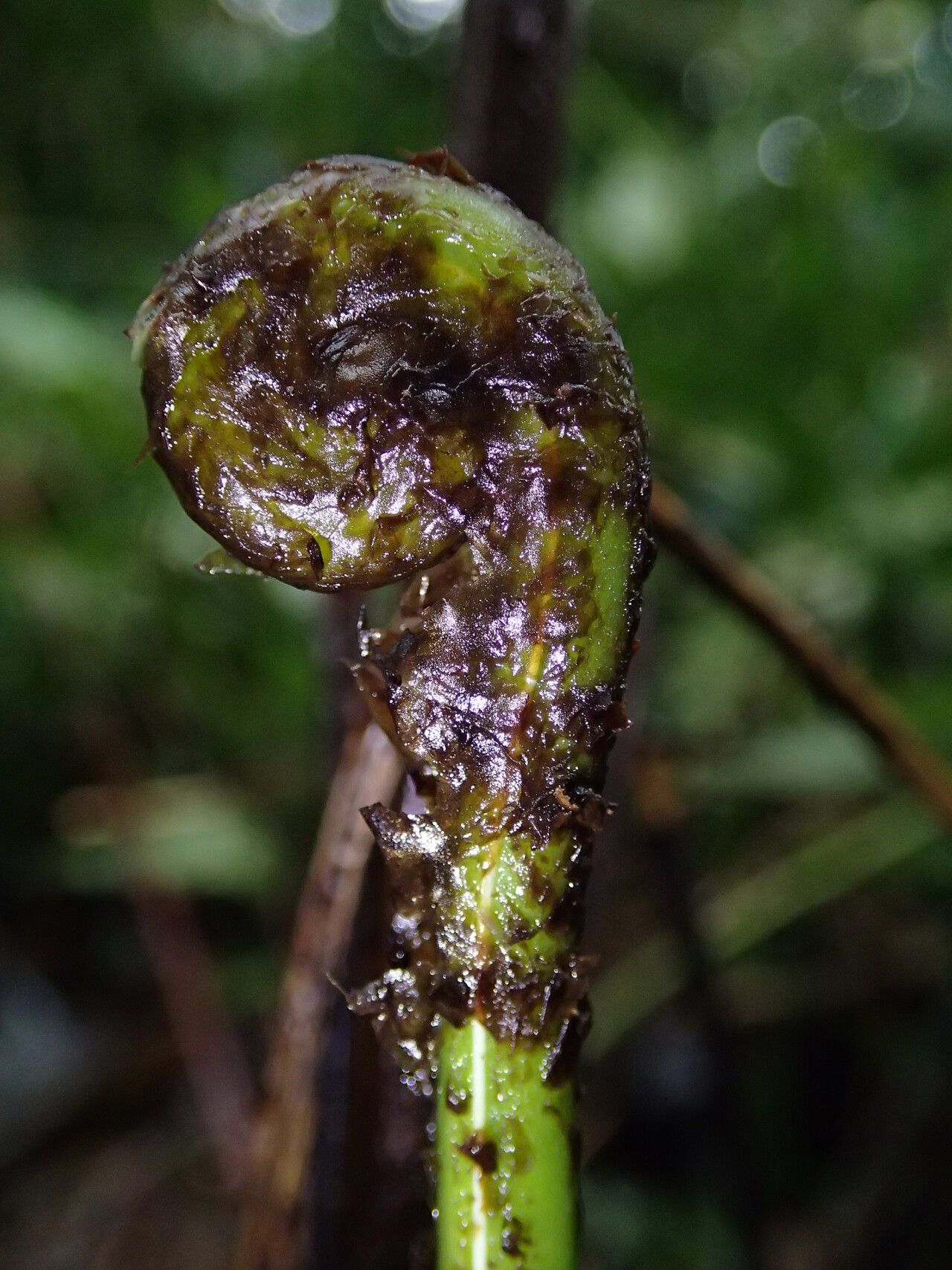 Pteris pteridioides leaf