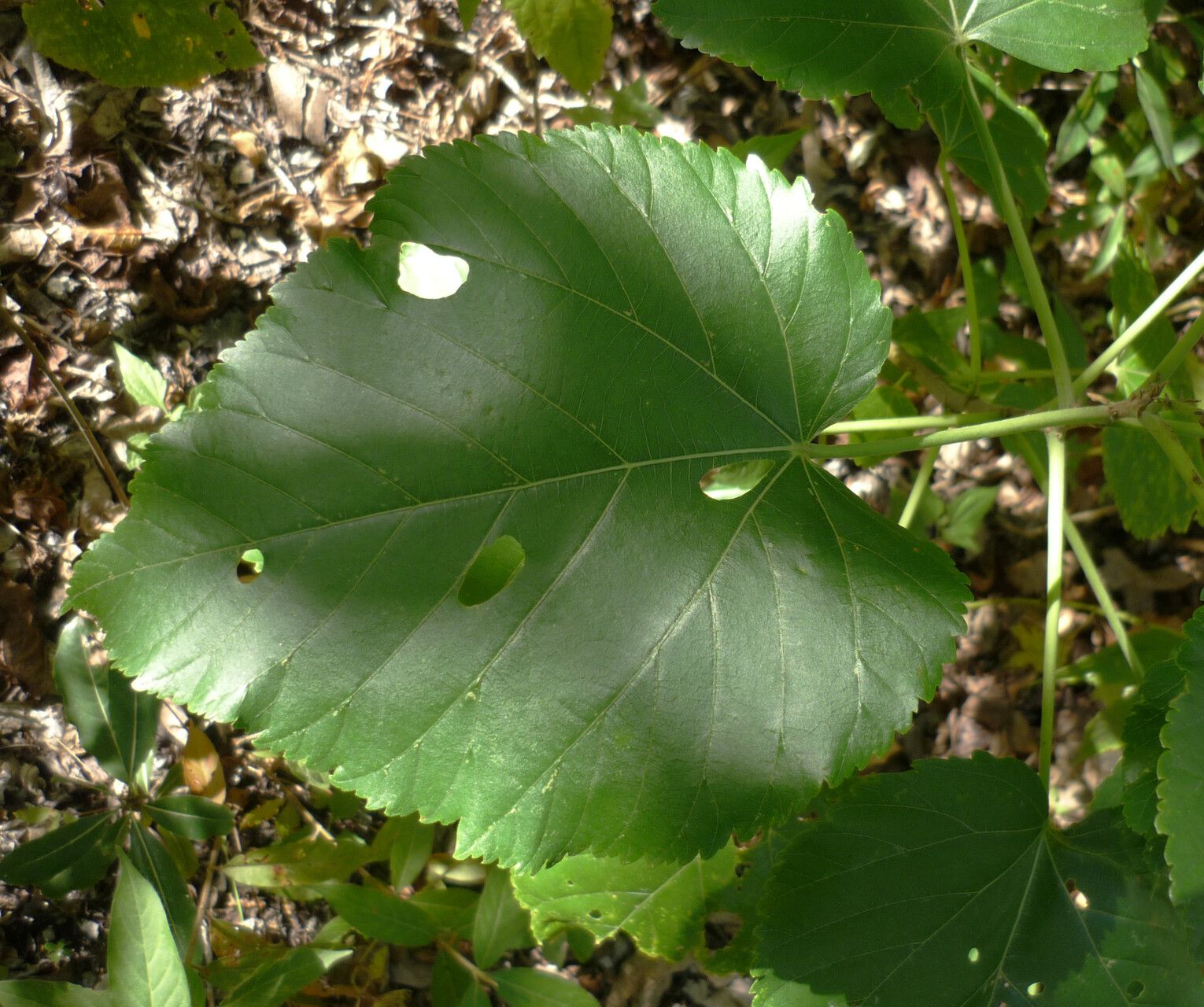 Melochia umbellata — houseplant care guide