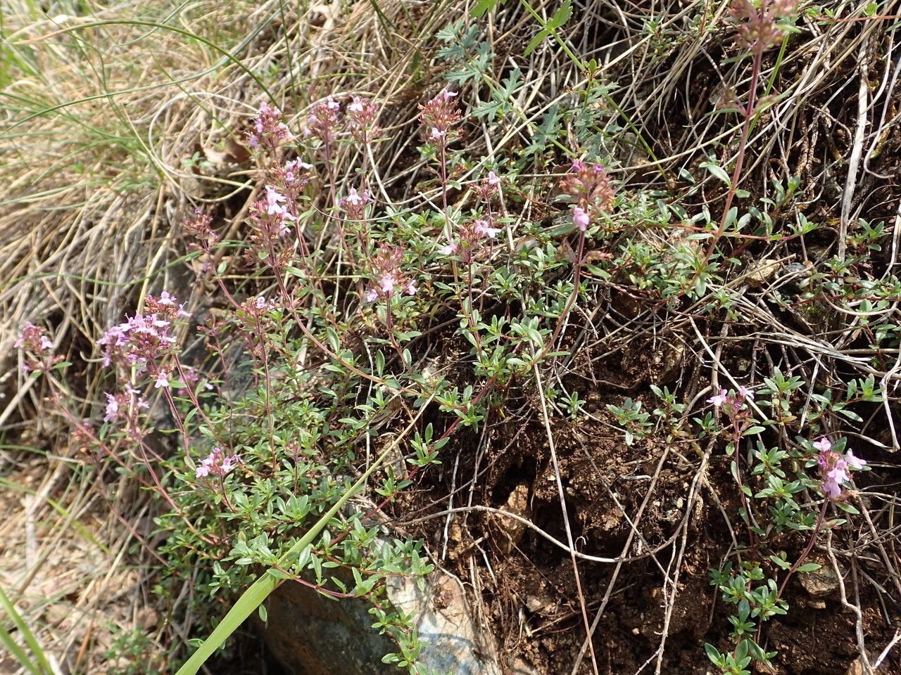 Thymus drucei habit