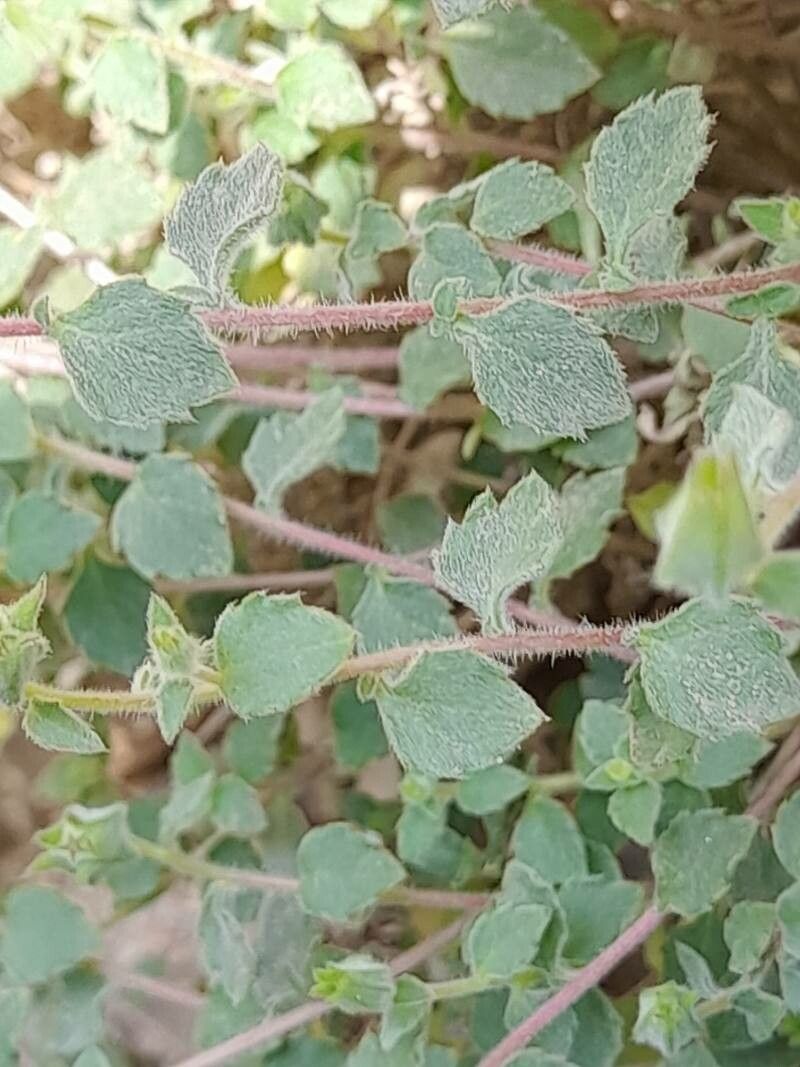 Campanula mollis bark