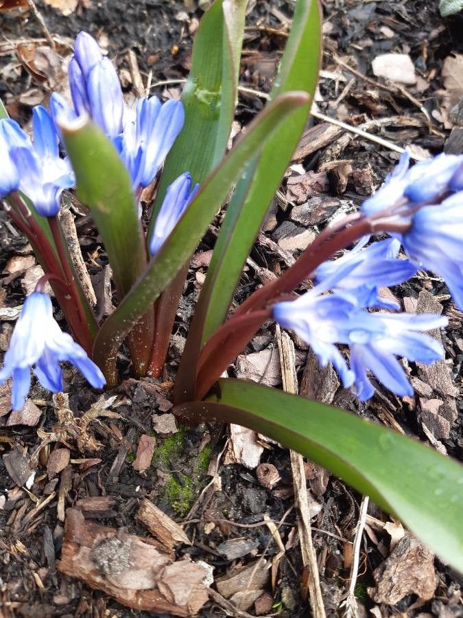Scilla forbesii leaf