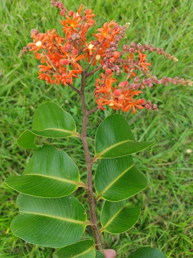 Cariniana rubra leaf
