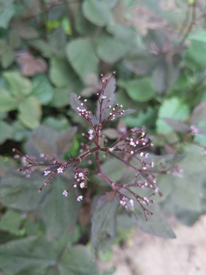 Cryptotaenia japonica flower