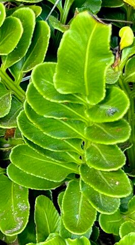 Asplenium obtusatum — houseplant care guide