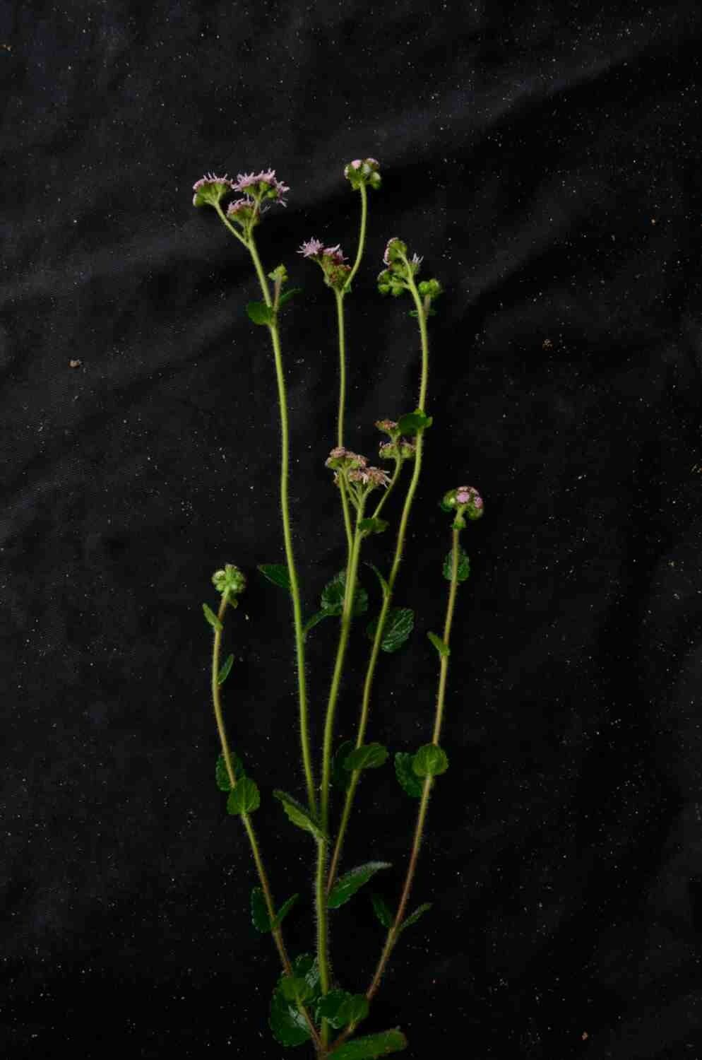 Conocliniopsis prasiifolia flower