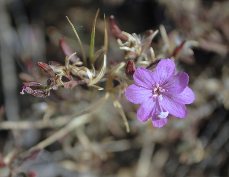 Epilobium nivium habit