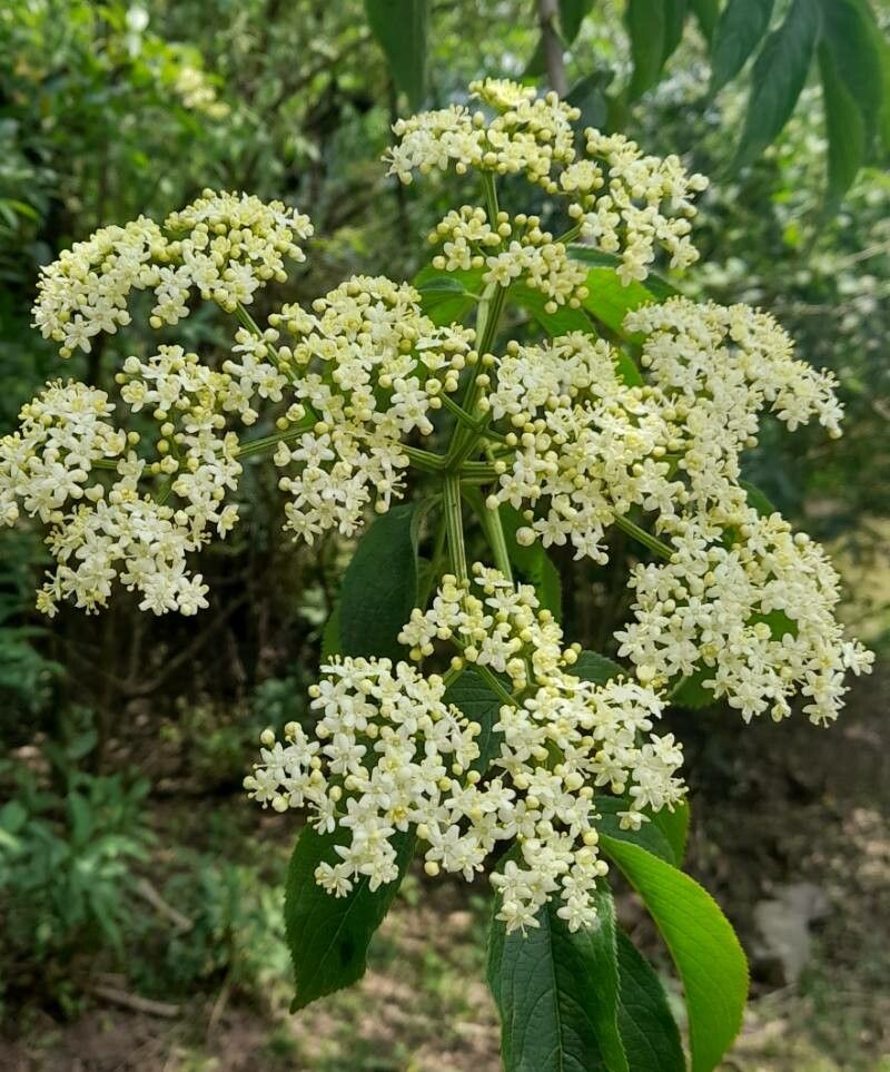 Sambucus peruviana flower