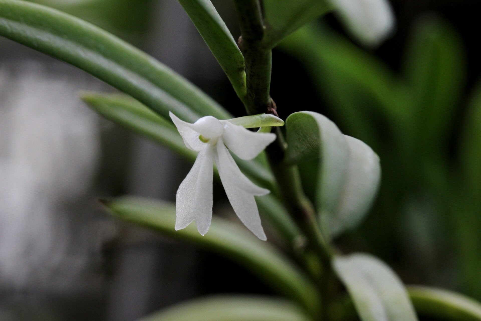 Angraecum pungens flower