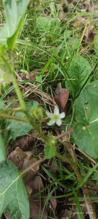 Solanum capsicoides flower