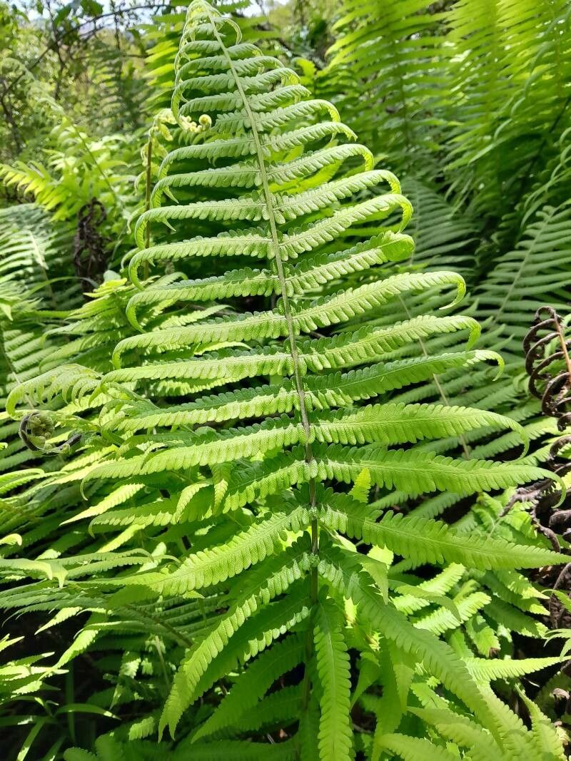 Thelypteris bergiana — search result for 'Thelypteris'