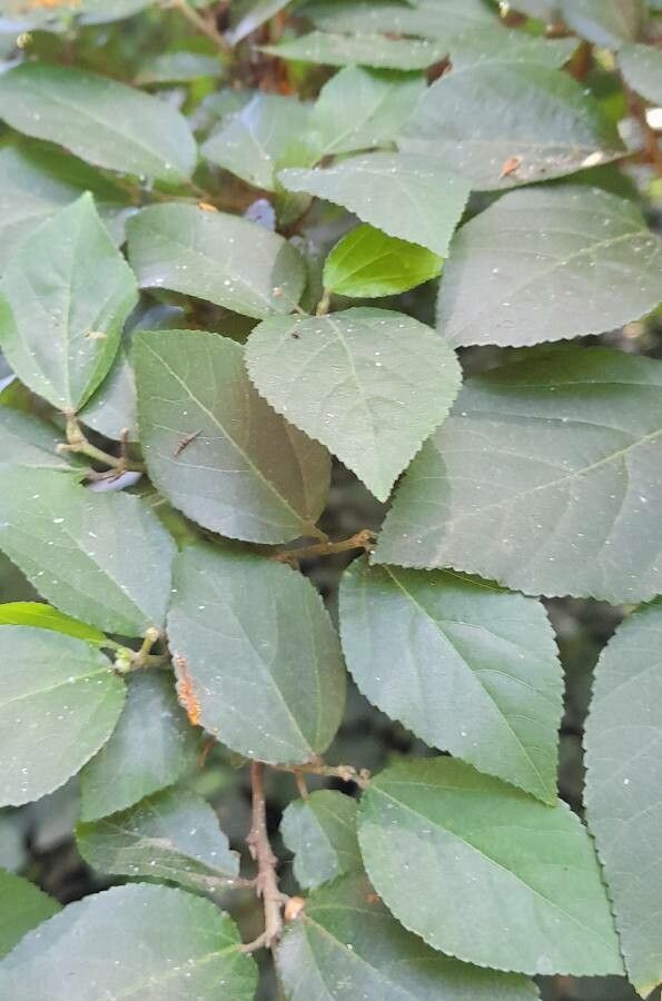 Grewia occidentalis leaf