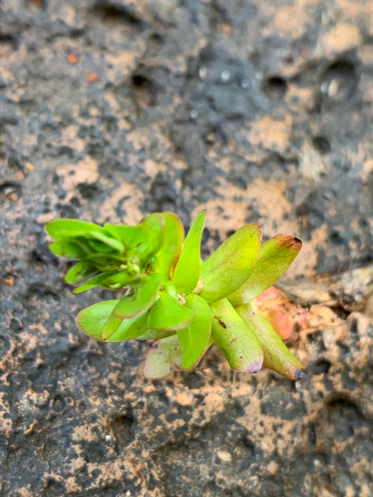 Rotala tenella — search result for 'Rotala'