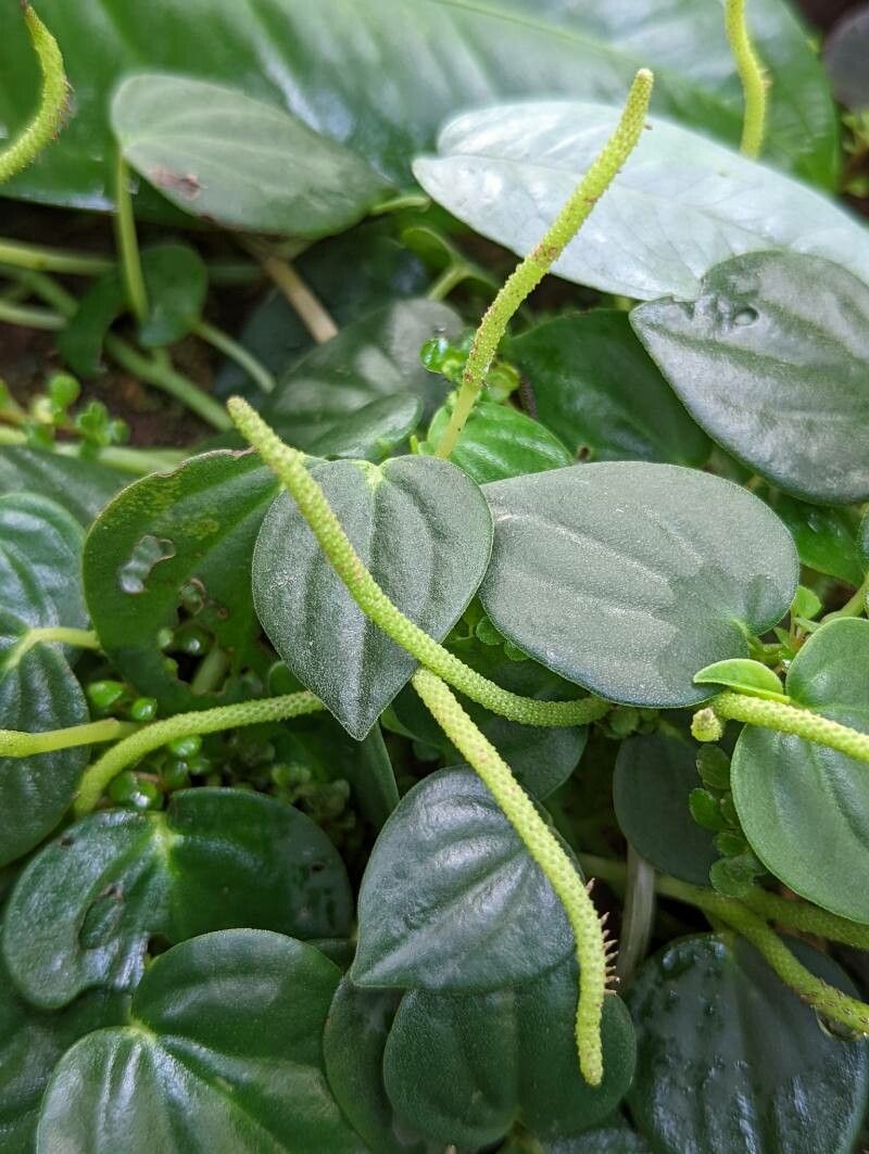 Peperomia urocarpa — search result for 'Peperomia'