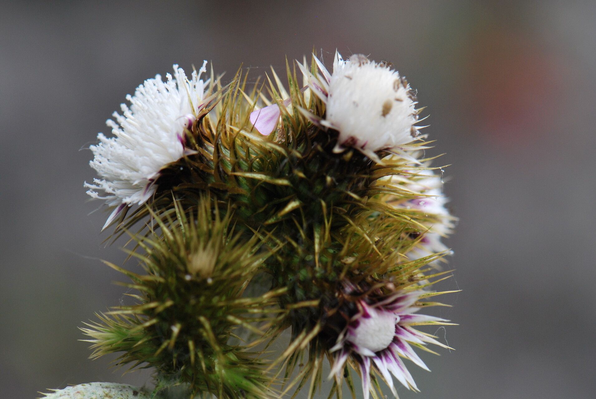 Carduus squarrosus — houseplant care guide