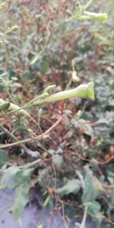 Nicotiana paniculata flower