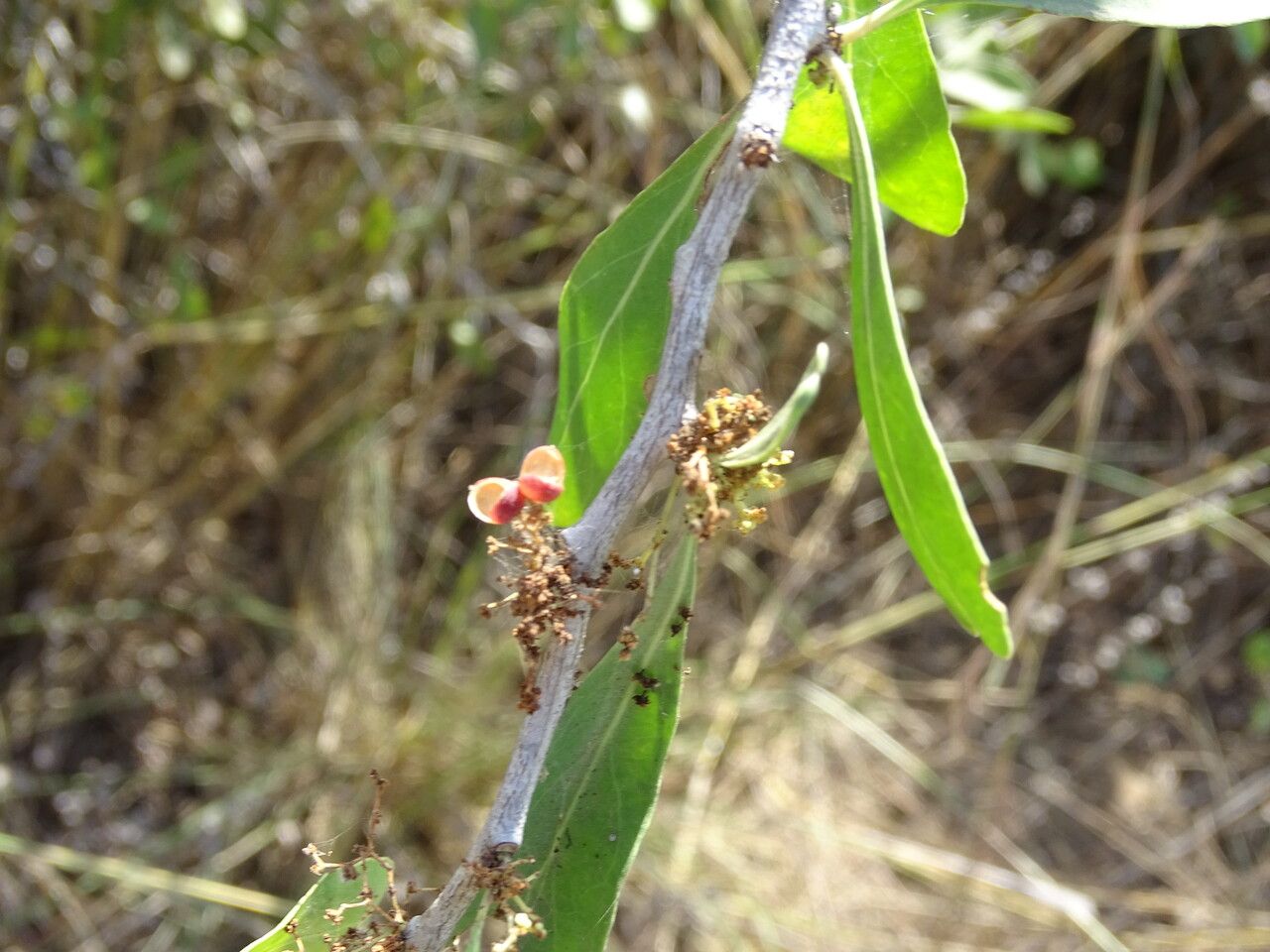 Gymnosporia senegalensis fruit