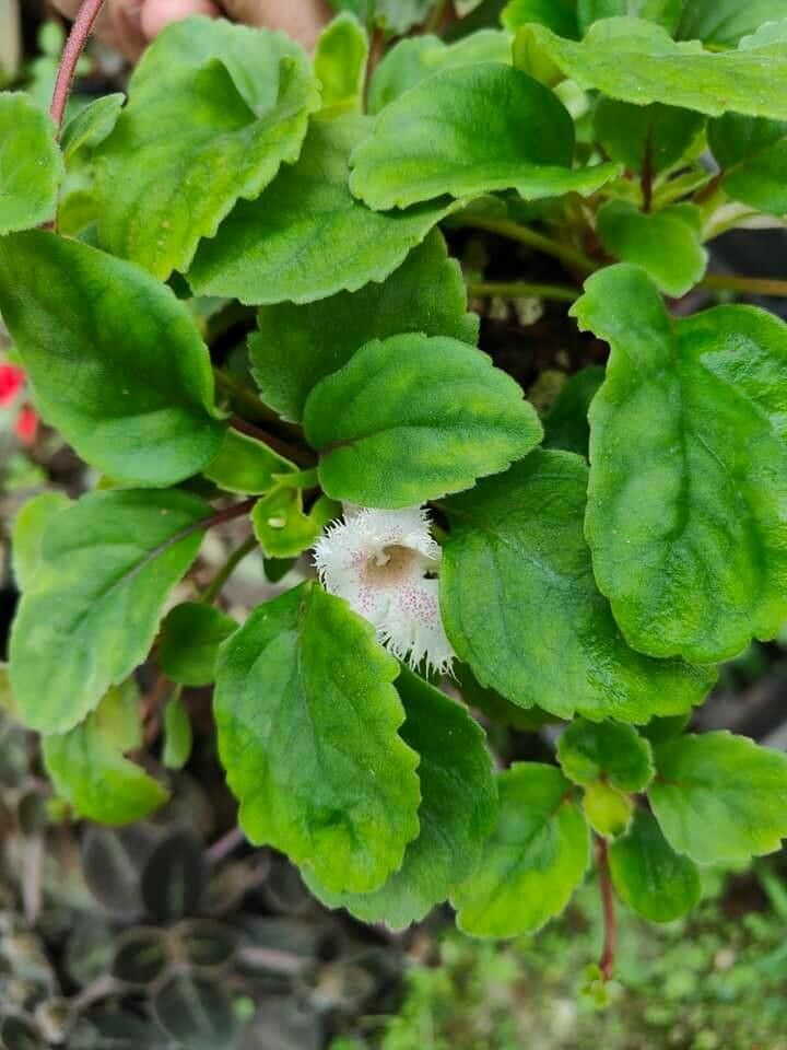 Episcia dianthiflora flower