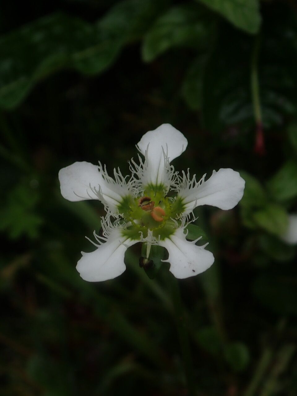 Parnassia wightiana habit