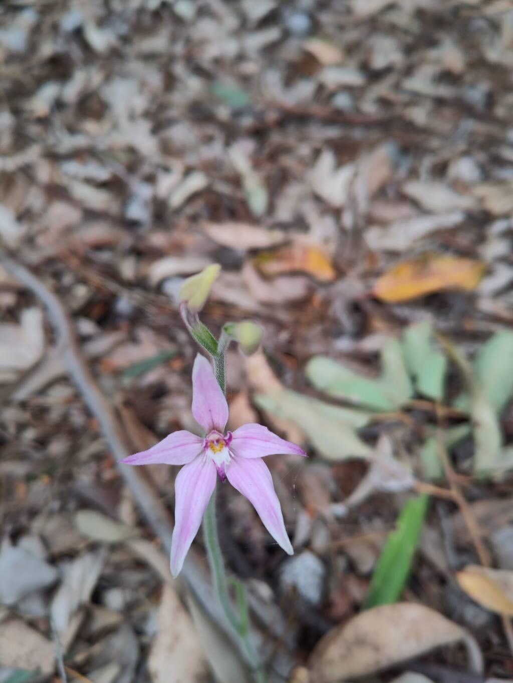 Caladenia latifolia flower
