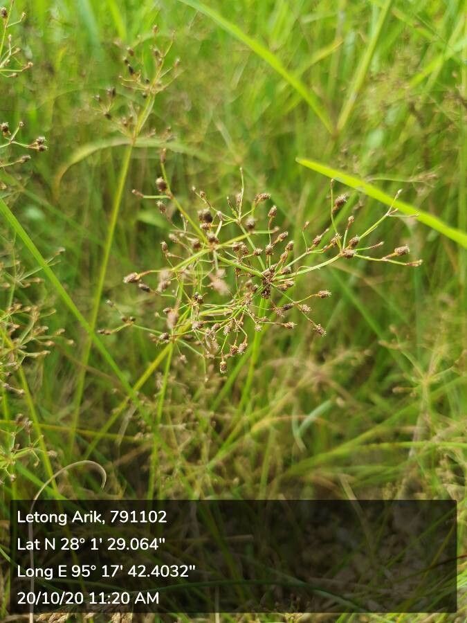 Fimbristylis littoralis flower