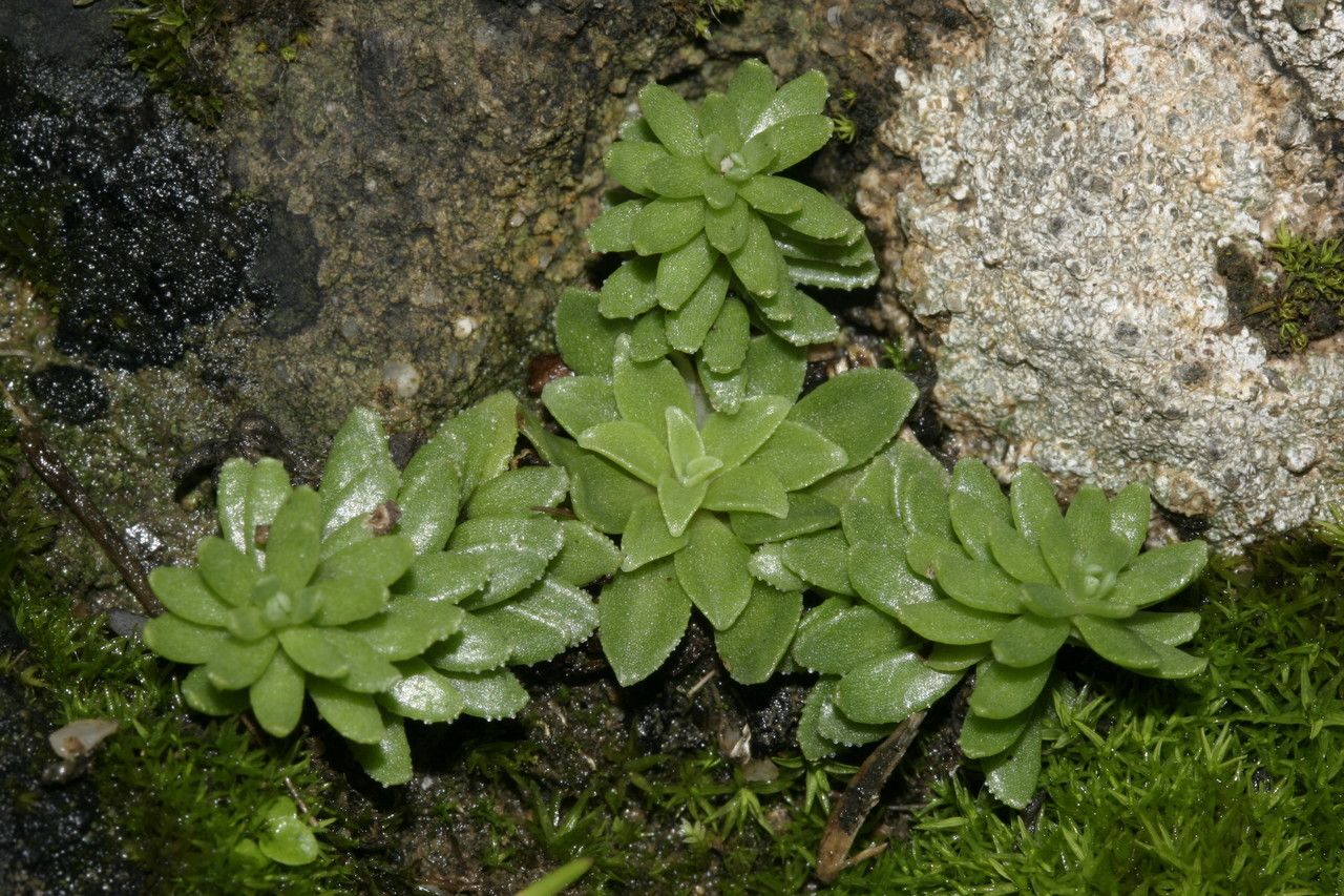 Sedum tuberosum habit