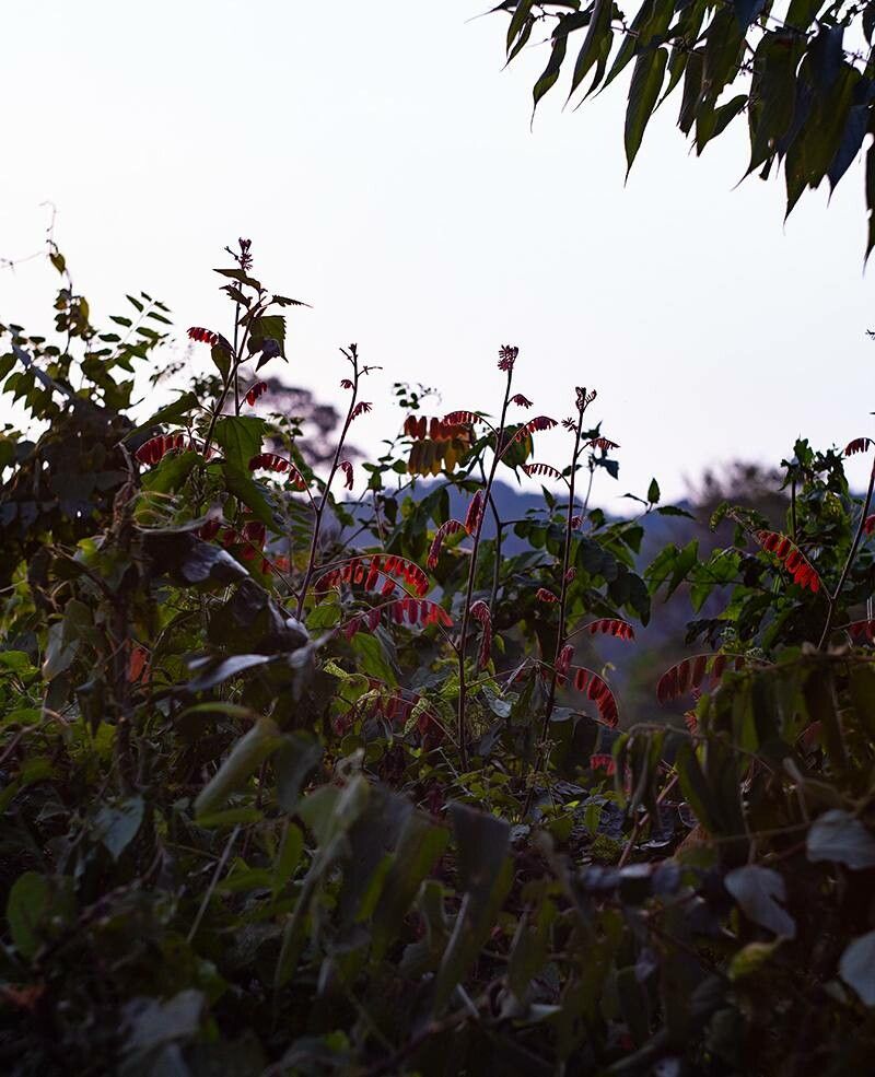 Rourea microphylla — houseplant care guide