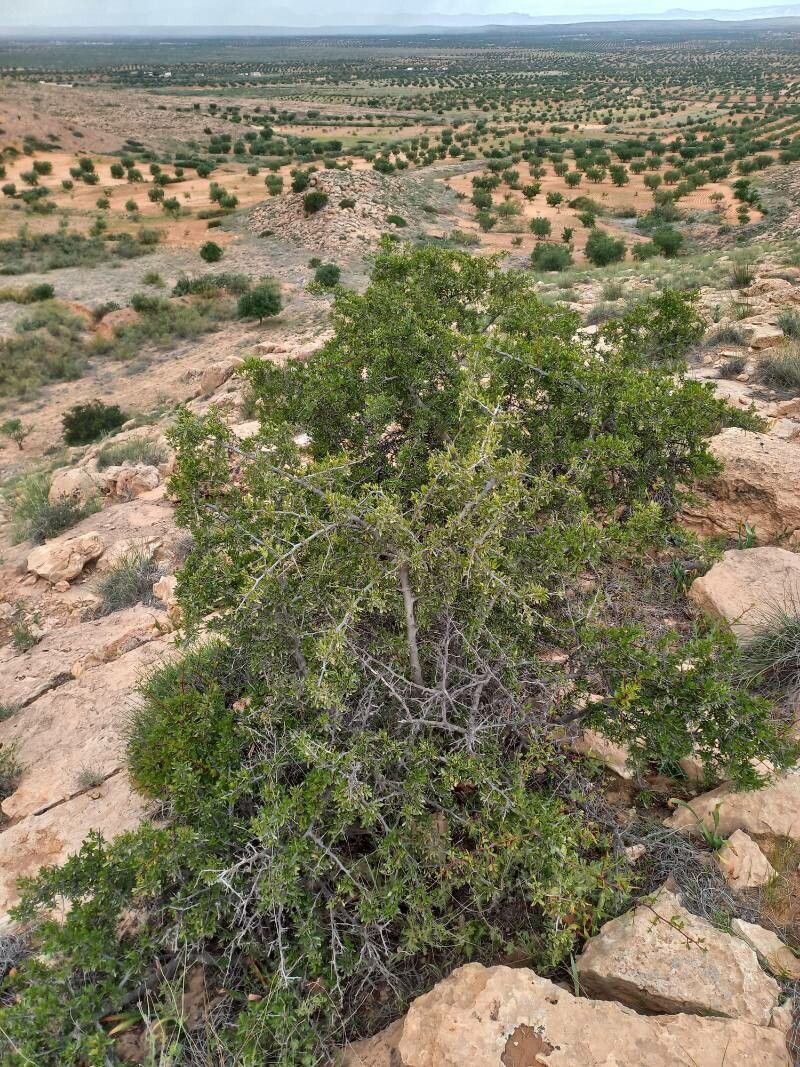 Ziziphus parryi leaf