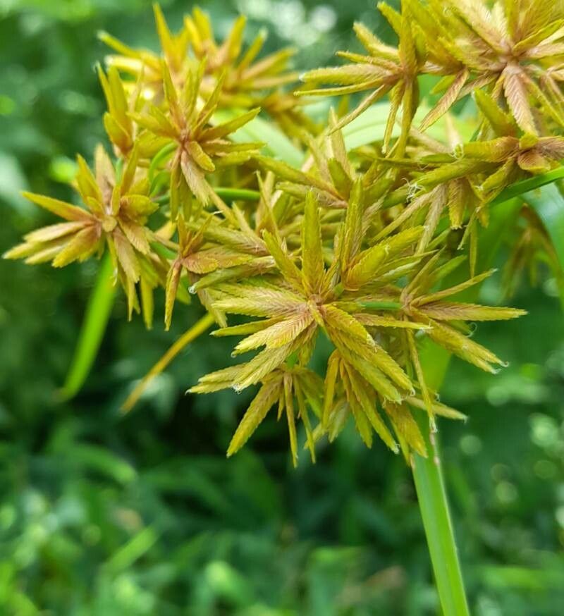 Cyperus ochraceus — search result for 'Cyperus'