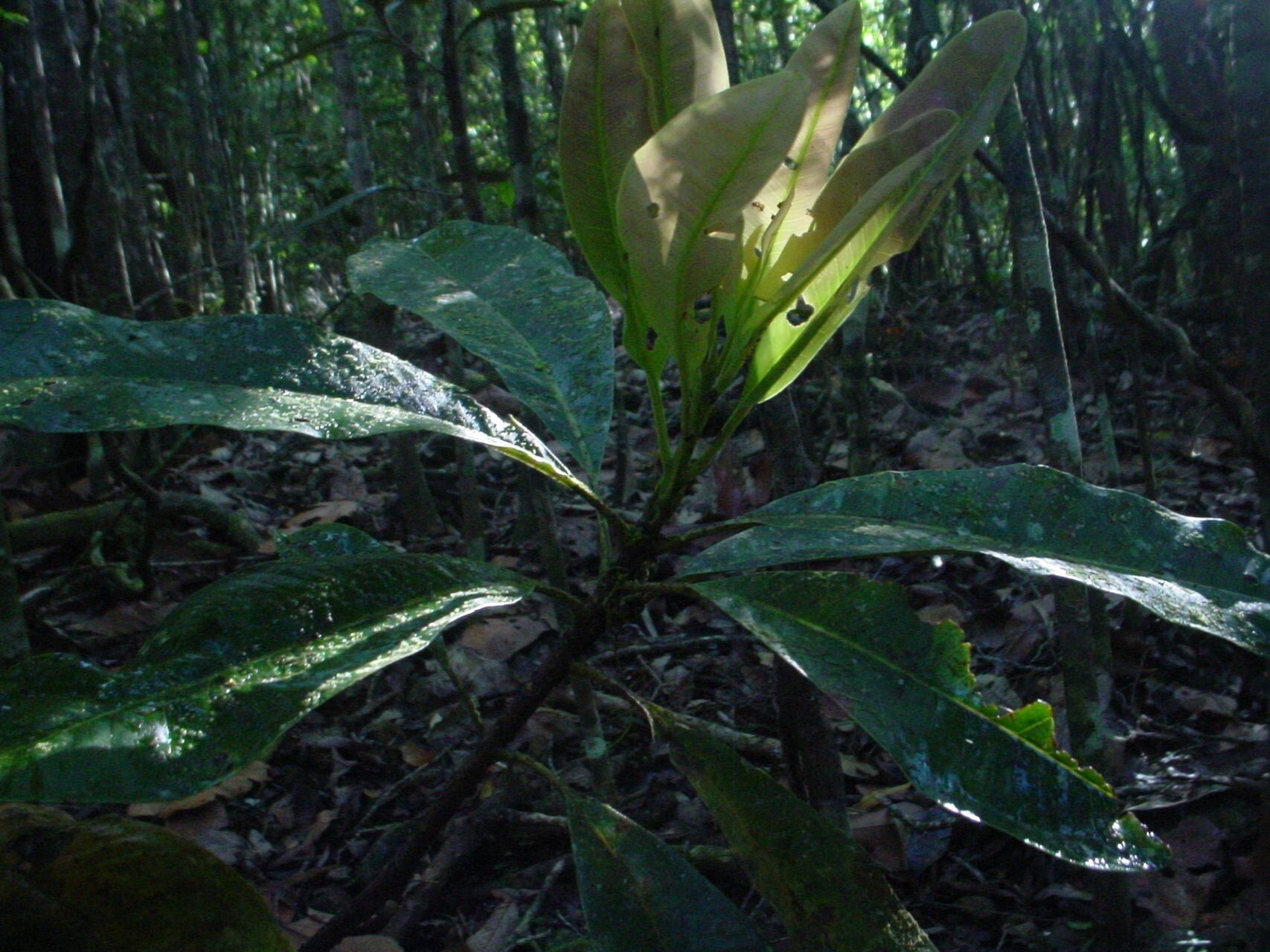 Syzygium dawsonianum habit