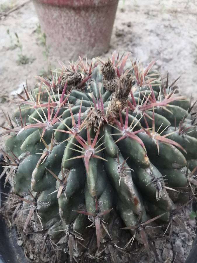 Ferocactus peninsulae fruit