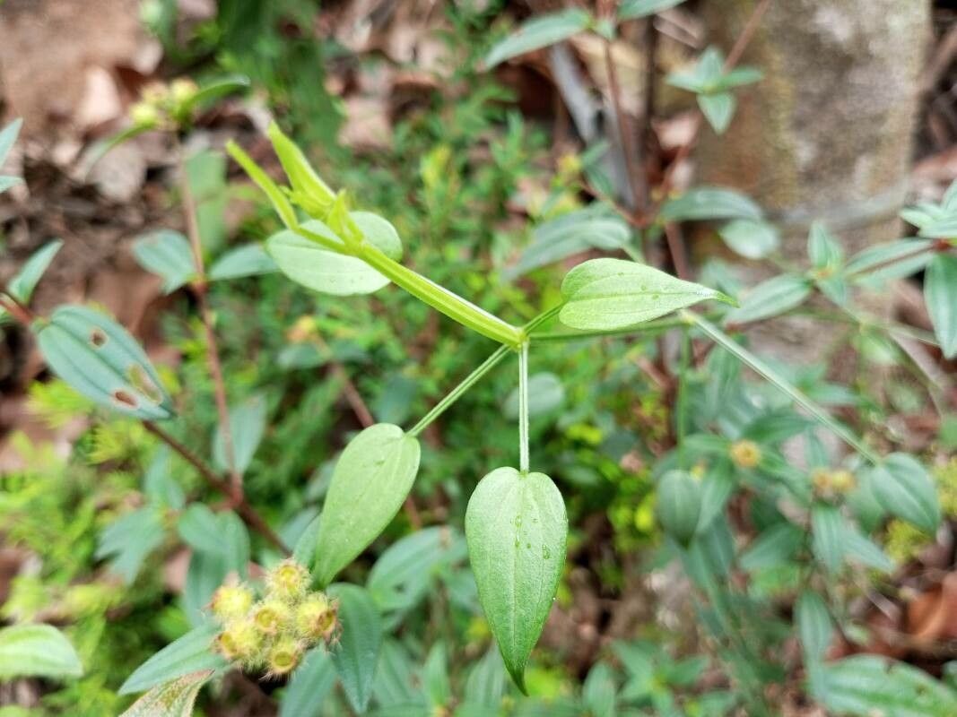 Rubia cordifolia — related species from the same genus