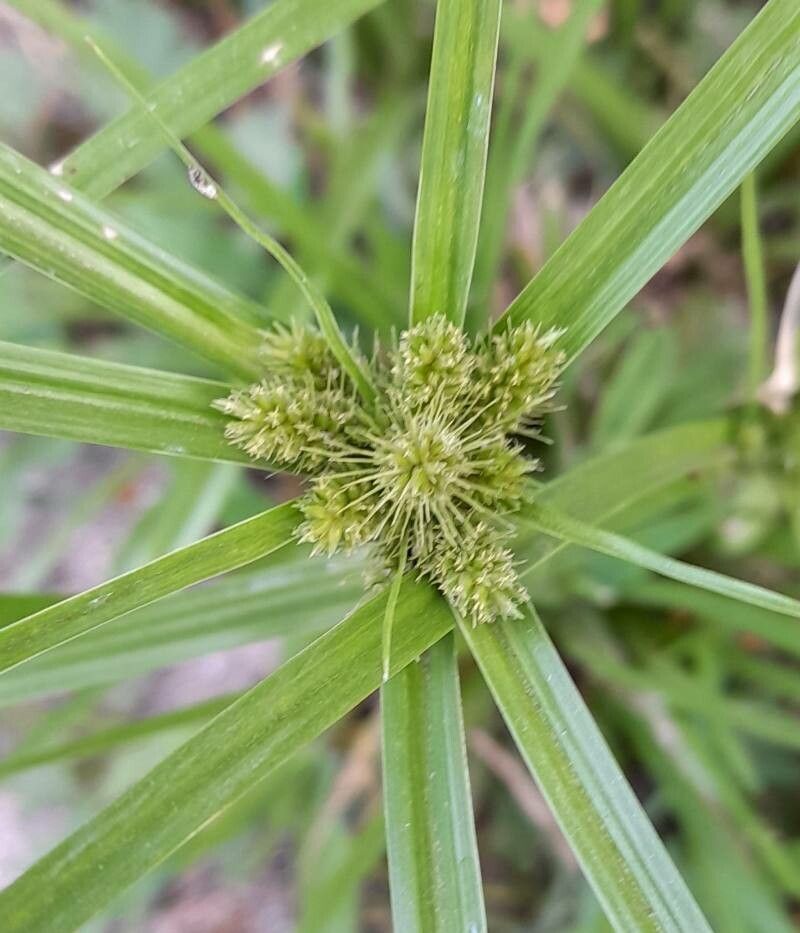Cyperus aggregatus flower