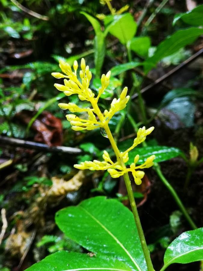 Palicourea vestita flower