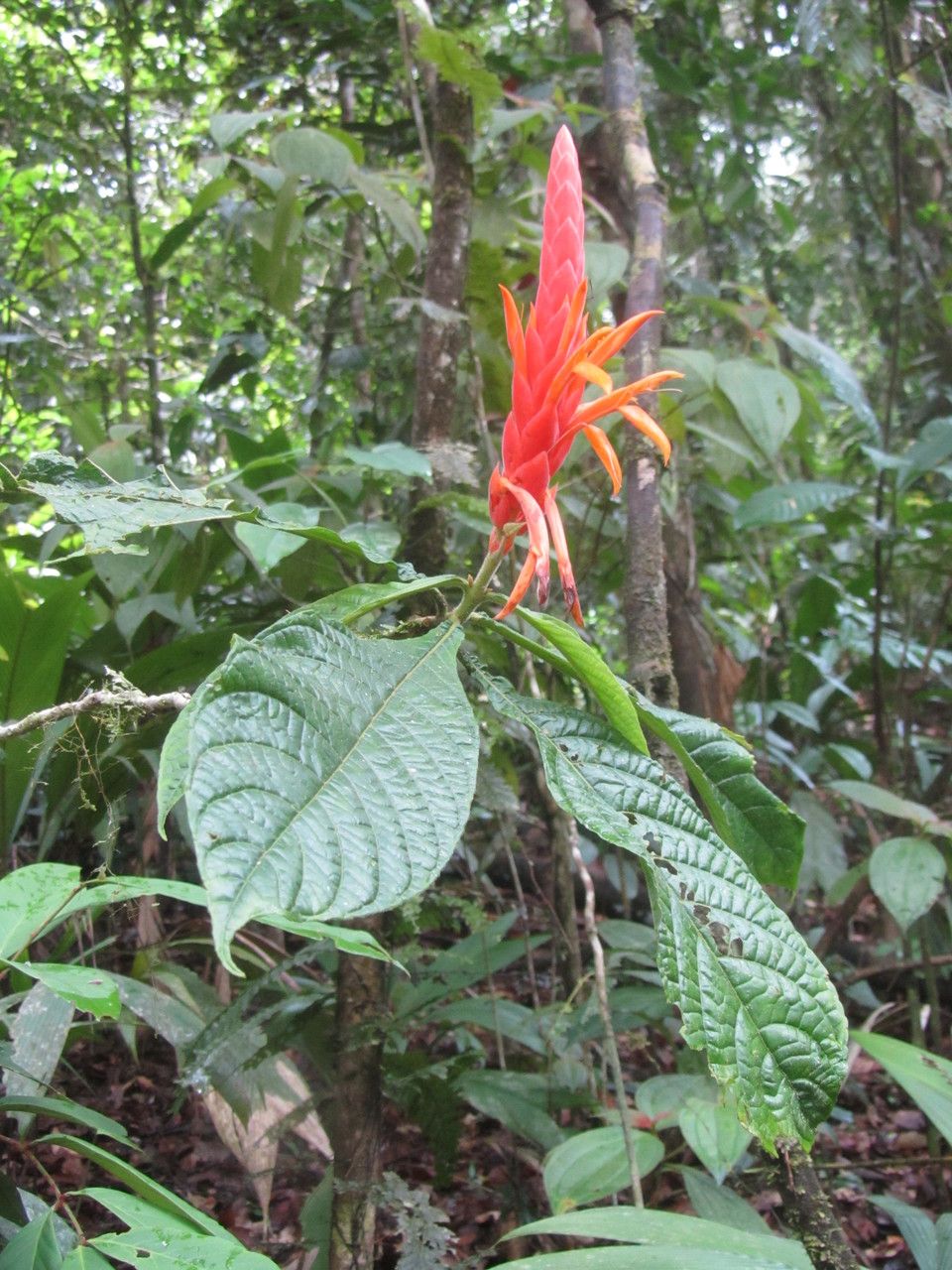 Aphelandra storkii flower