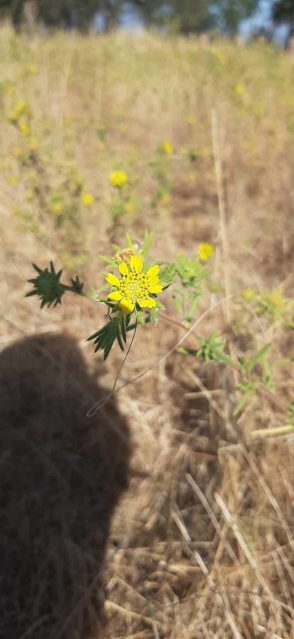 Centromadia parryi flower