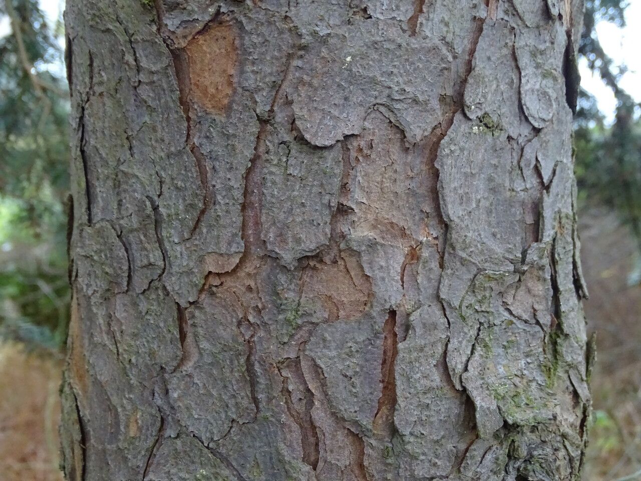 Picea koyamae bark