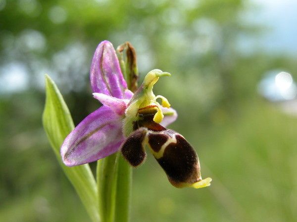 Ophrys x pseudapifera flower