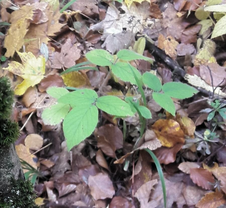 Rubus pedemontanus — search result for 'Rubus'