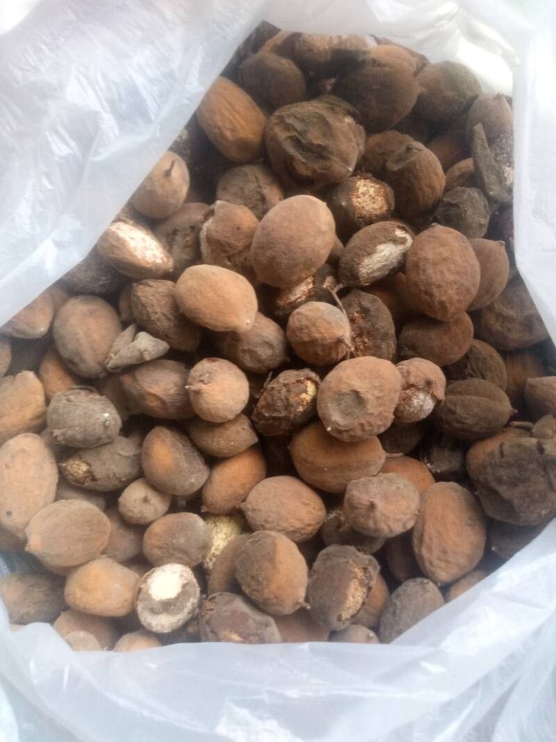 Geoffroea spinosa fruit