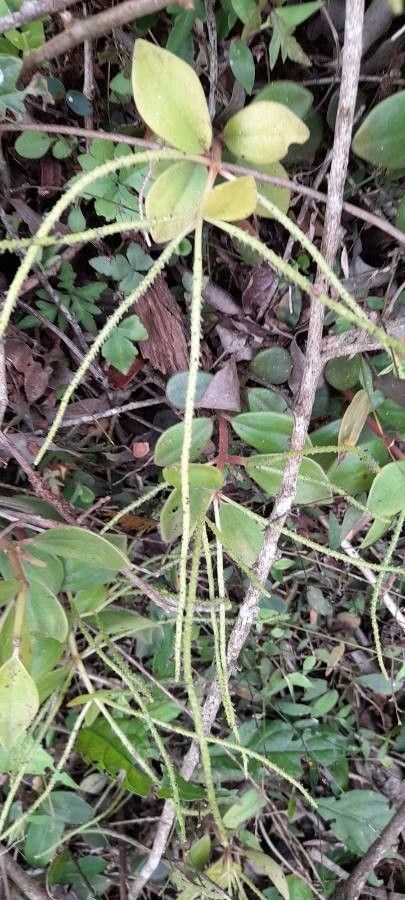 Peperomia blanda habit