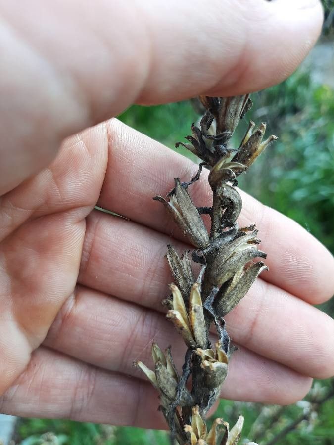 Oenothera suaveolens fruit