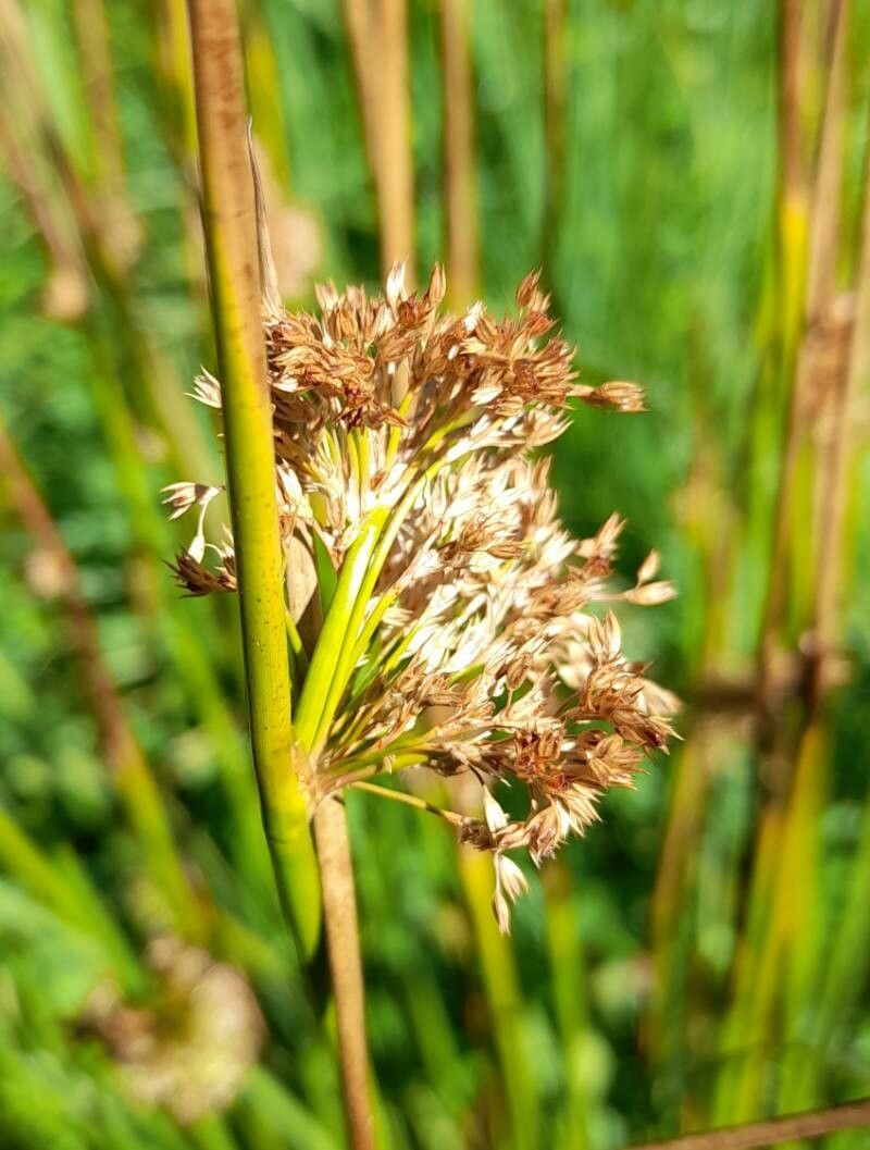 Juncus procerus fruit