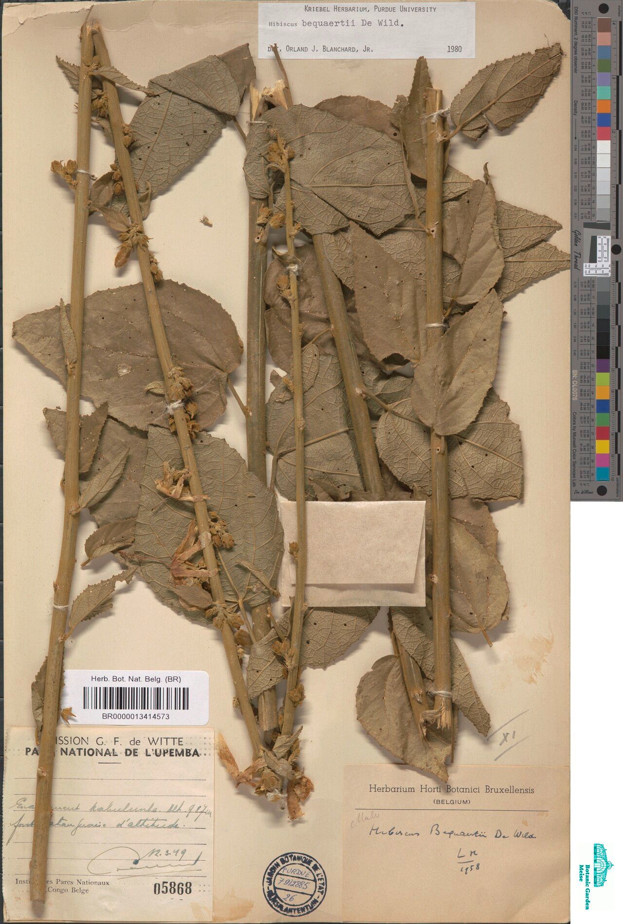 Hibiscus bequaertii — houseplant care guide