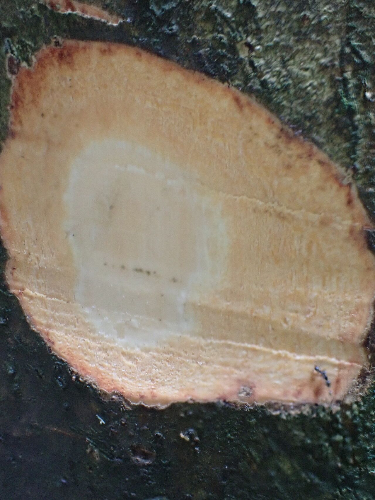 Casearia prismatocarpa bark