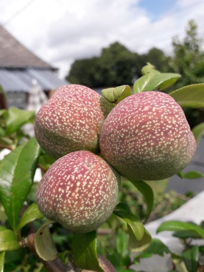 Chaenomeles lagenaria fruit