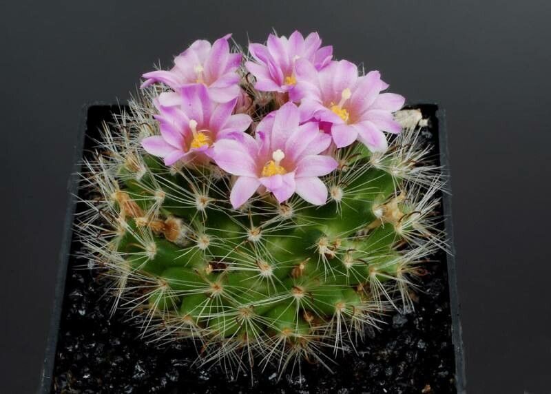 Mammillaria tepexicensis habit